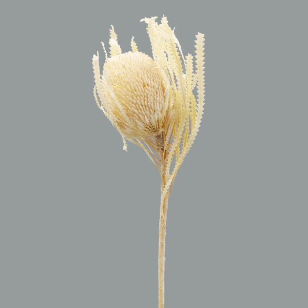 【商品仕様】全長約20~40cm( allp5 )(10_dras)ブライダルブーケにも使用しやすい、温かみを残した白い花材です。ブーケ以外にも、スワッグやリースなどにも魅力的な素材。※ワイルドフラワーとは※ネイティブフラワーとも呼ばれるも...