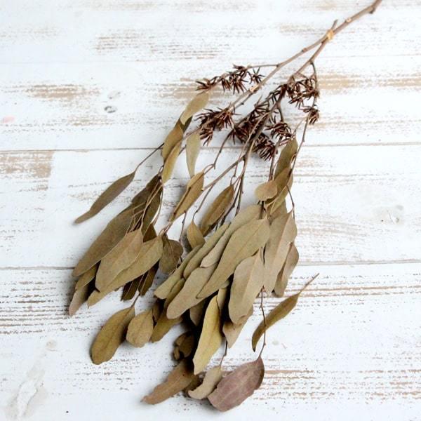 ドライフラワー リーフ ユーカリ」の人気商品一覧 | 安い商品を通販