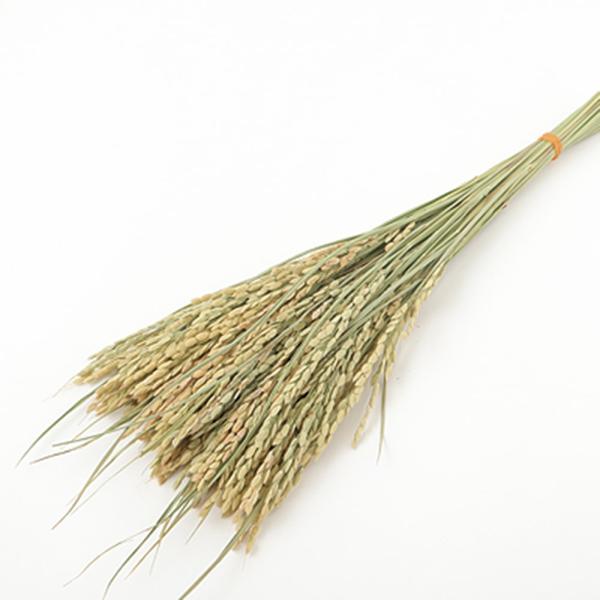 【商品仕様】全長：約30cm1束約50本入り( allp5 )( nwyrgrn )お正月飾りや迎春アレンジのアクセントで大活躍の稲穂ピックです。自然のままの色味が使いやすいナチュラルグリーン。( grleaf )( natrgr ) 花材...