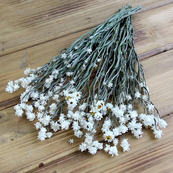 【商品サイズ】全長約40cm約30g入り( allp5 )(10_dras)可憐で大人気の小花・アンモビュームです。スワッグやカットしてハーバリウム、アロマワックスサシェ、レジン封入にもオススメの花材です。( flwhite )( dbri...