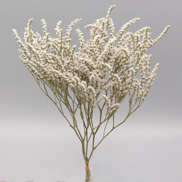 【商品仕様】全長:約35cm内容量:約20g( allp5 )(10_dras)( dryflw )星のような形の小花がたくさん付いた大人気花材です。カットしてリースやアロマワックスサシェにもおすすめです。髪飾りのパーツなどとしても人気です...