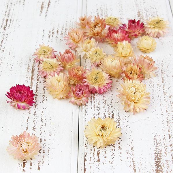 ドライフラワー 花材 即日出荷 ヘリクリサムヘッド N/ピンク ドライフラワー 花材 即日出荷 ヘリクリサムヘッド N/ピンク