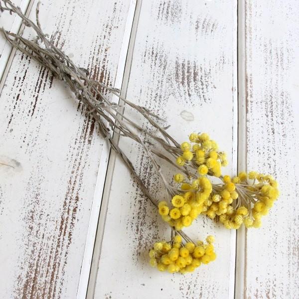 プリザーブドフラワー 即日出荷 東北花材 ソフトイモーテル ナチュラルイエロー Tka 造花ドライフラワー専門問屋花びし 通販 Yahoo ショッピング