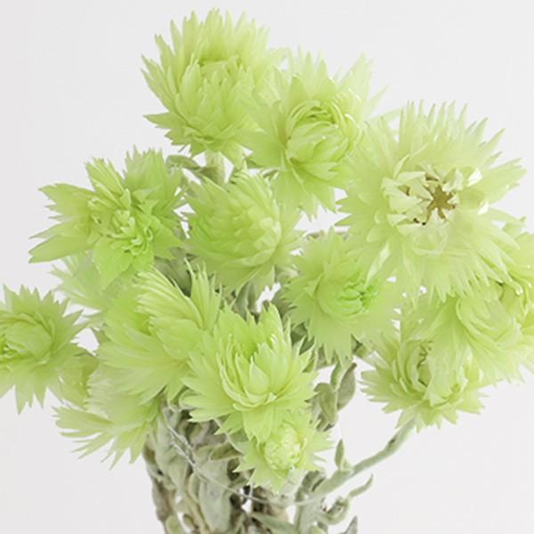 y|Cg5{ 11/03 09:59z hCt[ ԍ o Vo[f[W[~j CgO[ hCt[ XbO u[P ԑ [X 