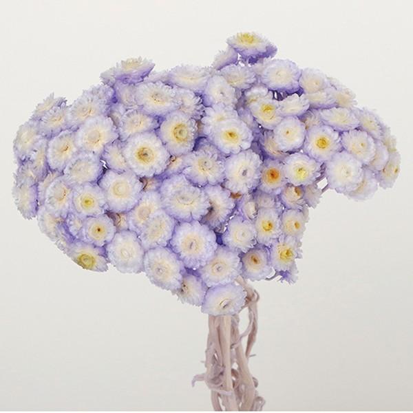 プリザーブドフラワー 即日出荷 東北花材 ソフトイモーテル オフパープルフロート Tka 造花ドライフラワー専門問屋花びし 通販 Yahoo ショッピング