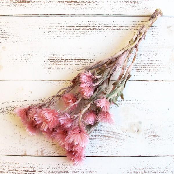 y|Cg5{ 11/03 09:59z hCt[ ԍ o Vo[f[W[~j [usN hCt[ XbO u[P ԑ [X  