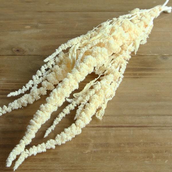 ドライフラワー 花材 即日出荷 東北花材 アマランサス オフホワイト ドライフラワー スワッグ ブーケ ドライフラワー花束 花束 リース 花材 Tka 造花ドライフラワー専門問屋花びし 通販 Yahoo ショッピング