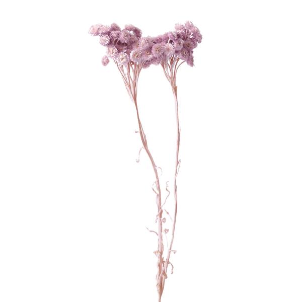 ドライフラワー 即日出荷 東北花材 イモーテル オールドライラック ドライフラワー スワッグ ブーケ ドライフラワー花束 花束 リース 花材 Tka 造花ドライフラワー専門問屋花びし 通販 Yahoo ショッピング