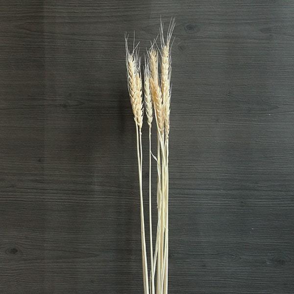 ドライフラワー 花材 即日出荷 FM小麦 オフホワイト 麦 小麦 少量