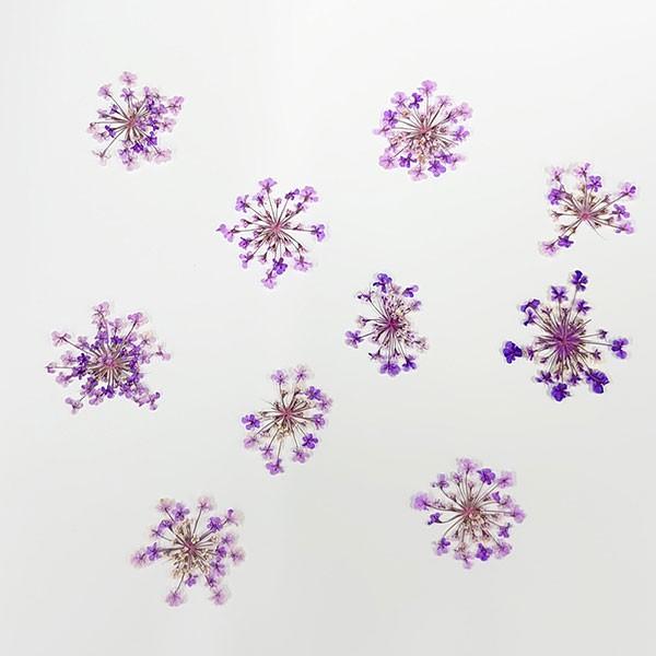 ドライフラワー 即日出荷 大和フラワー 特価 押し花 レースフラワー パープル Ymt Y 05 造花ドライフラワー専門問屋花びし 通販 Yahoo ショッピング