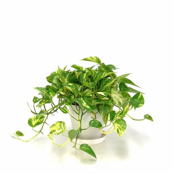 日比谷花壇 ポトス 1セット 3個入 直送品 K1751 Lohaco お取り寄せyahoo 店 通販 Yahoo ショッピング