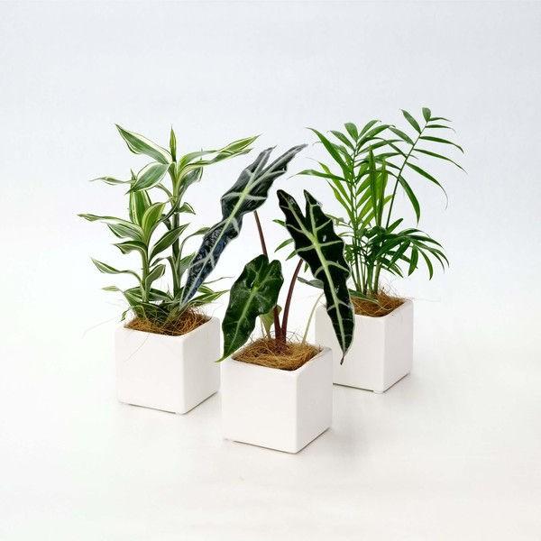 94 以上節約 直送品 3個入 1セット ポトス 日比谷花壇 観葉植物