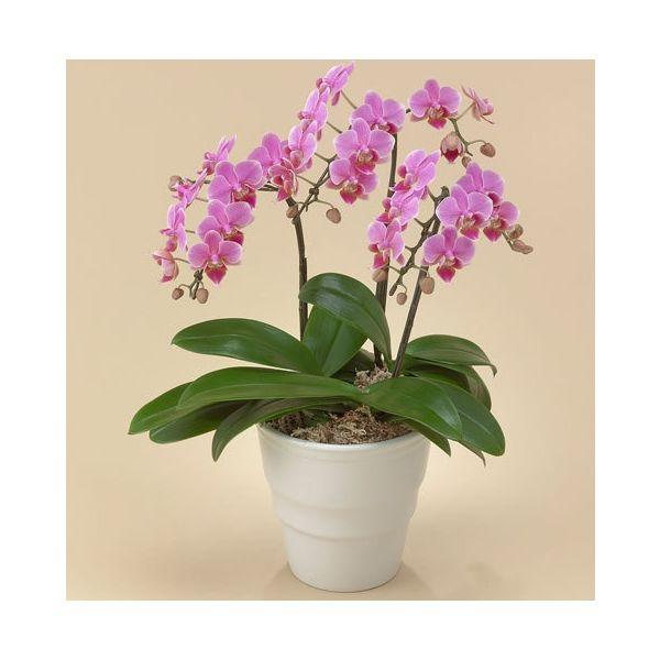 フラワーギフト ラッピング付 日比谷花壇 ミディ胡蝶蘭 ピンク 3本立ち Tr2463 直送品 X4481 Lohaco お取り寄せyahoo 店 通販 Yahoo ショッピング
