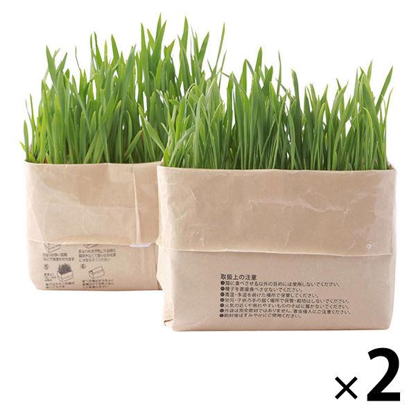 無印良品 猫草栽培セット 2個入り 2セット 良品計画 Lohaco Paypayモール店 通販 Paypayモール