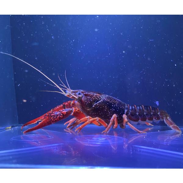 ザリガニ みんな探してる人気モノ ザリガニ