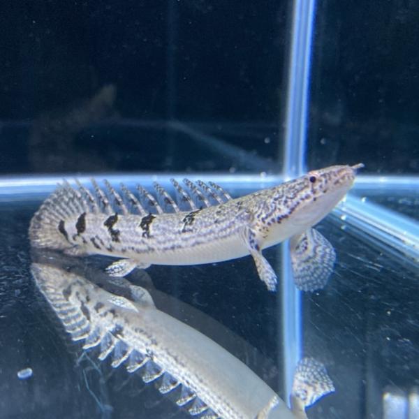 ポリプテルス デルヘッジィ 7-10cm 1匹 東京倉庫出荷 熱帯魚 ポリプテルス デルヘッジィ 7-10cm 1匹 東京倉庫出荷 熱帯魚