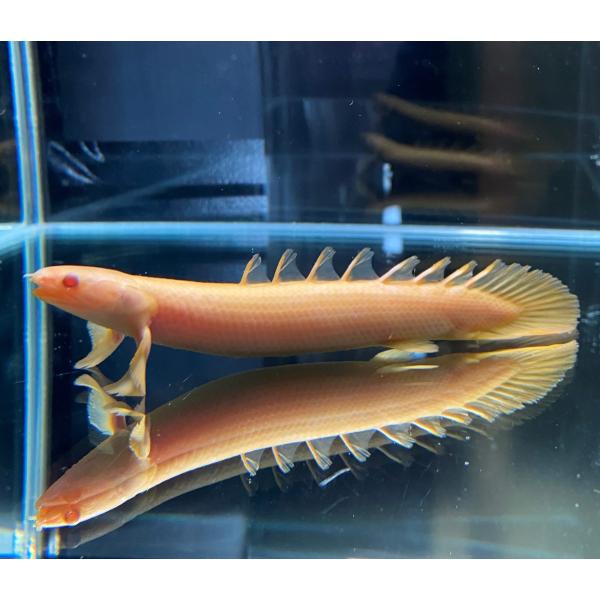 ポリプテルス アルビノ ペット ペットグッズ Favofavoitems