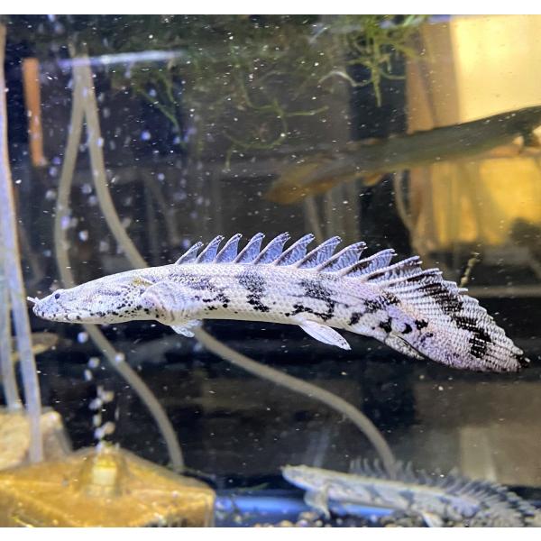 ポリプテルス エンドリケリー 13-15cm 安心サイズ 1匹 古代魚 ポリプテルス エンドリケリー 13-15cm 安心サイズ 1匹 古代魚