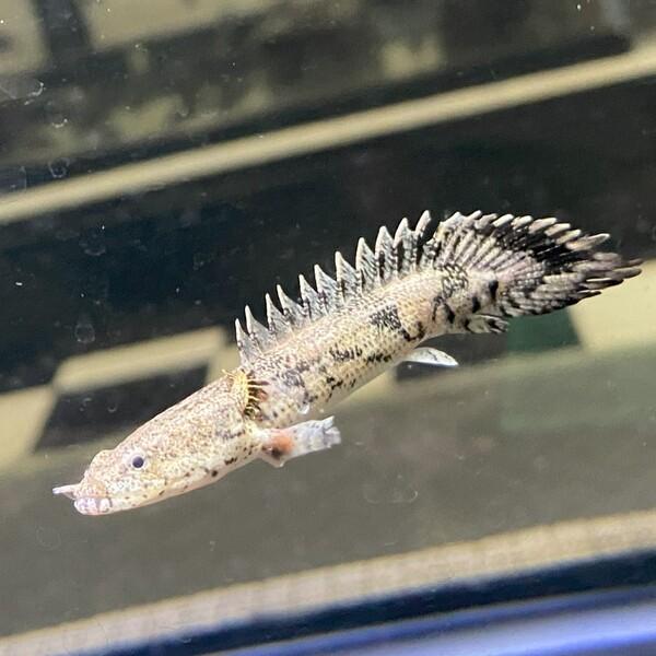 熱帯魚 エンドリケリー