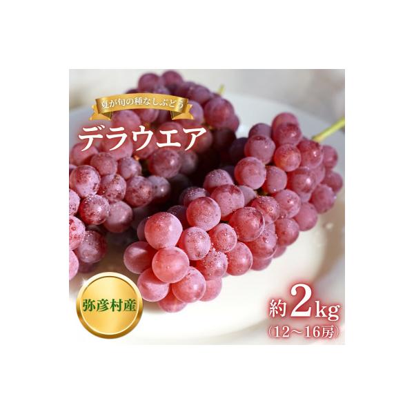【糖度20度以上】弥彦村産 デラウエア 種なし(種が少ない) 約2kg(12～16房)新潟県 弥彦村