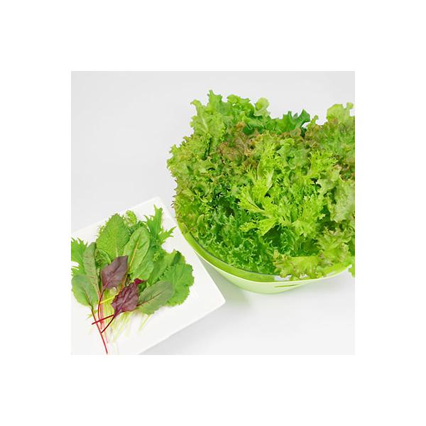 ■お礼品詳細　・原産地：長野県　・賞味期限：未開封で約1週間　・提供元：洗わなくていい野菜　クリーンリーフ信州■お申し込み・配送・その他　・発送時期：お申込み後、順次発送(お届け時間帯指定可)　・申込受付期間：通年　・配達外のエリア：　・寄...