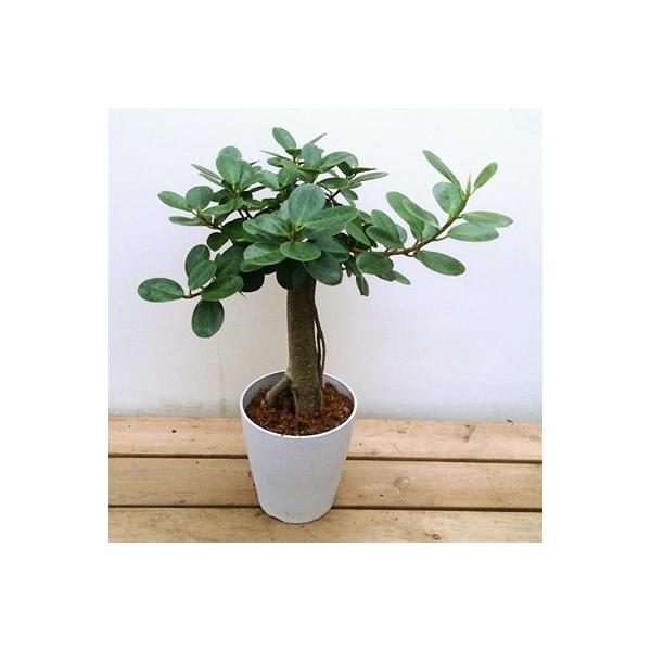 日本正規品人気が高い 卸売 観葉植物指宿市 ふるさと納税 パンダガジュマル5号サイズ