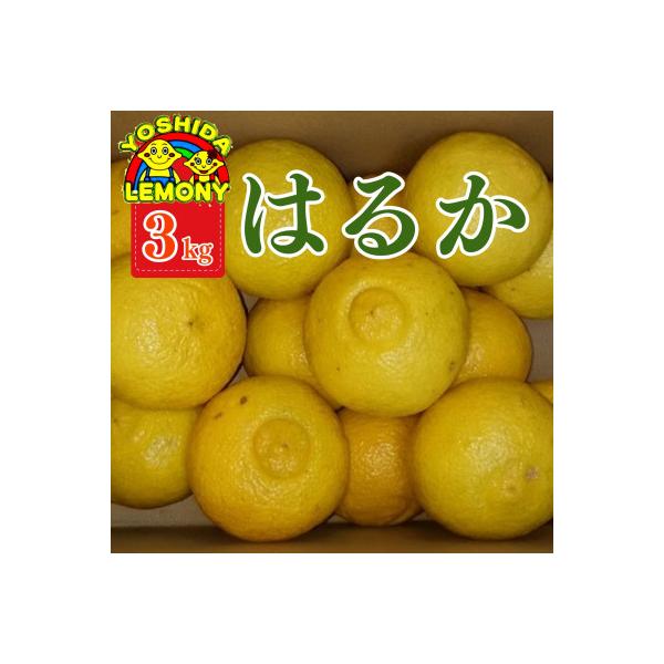【先行予約】はるか みかん 3kg