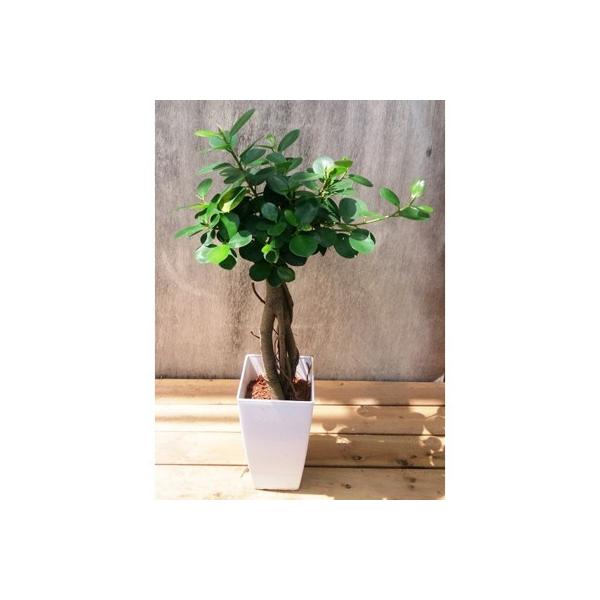 パンダガジュマル6号サイズ お礼品詳細 さとふる ふるさと納税 ふるさと納税 観葉植物 指宿市