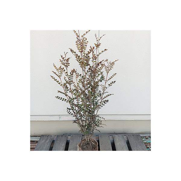 鈴鹿市 観葉植物 ふるさと納税 大人気シンボルツリー シマトネリコ 苗木 大 18cmポット取扱説明書付き お礼品詳細 さとふる