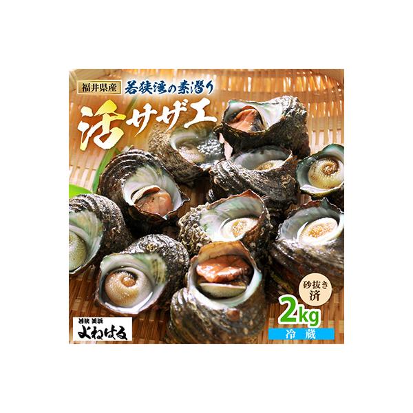 福井・若狭湾の素潜り　活サザエ　2kg
