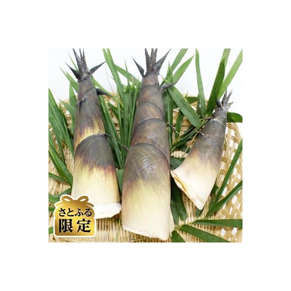 沖縄のたけの子　180g×8袋[さとふる限定]