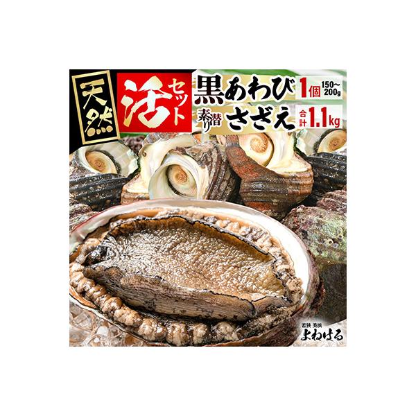 【金曜日発送】福井・若狭湾　天然活黒アワビ(中サイズ)&活サザエ1.1kgセット