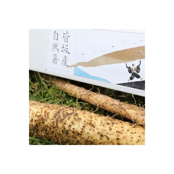 ■お礼品詳細　・提供元：皆坂自治会■お申し込み・配送・その他　・発送時期：〜2026-02-28(お届け時間帯指定可)　・申込受付期間：〜2026-01-31　・配達外のエリア：　・寄付証明書の送付時期目安：申込完了日から２週間程度※お届け...