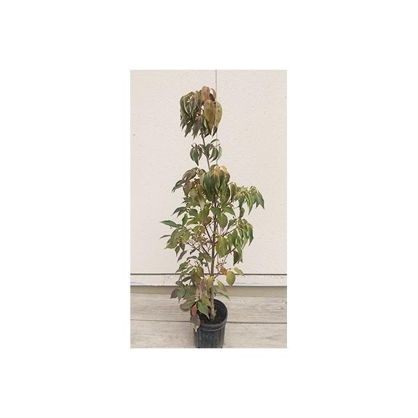 鈴鹿市 ふるさと納税 ミルキーウェイ ヤマボウシ 樹高約1m 取扱説明書付き Www Mohmmadiyon Com