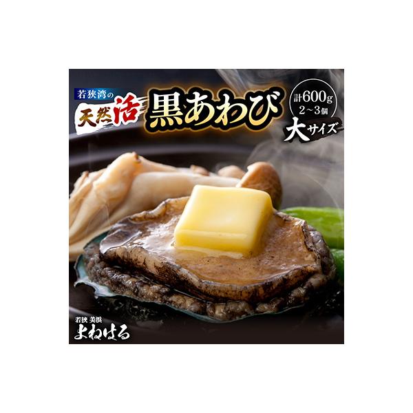 【金曜日発送】若狭湾の天然活黒アワビ 600g【大サイズ】