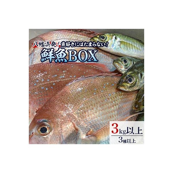 竹中水産の八幡浜発!「魚好きにはたまらない!鮮魚BOX」【F22-135】