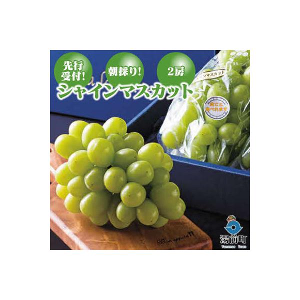【先行受付!】【くまもと湯前産】朝採り!シャインマスカット(2房)