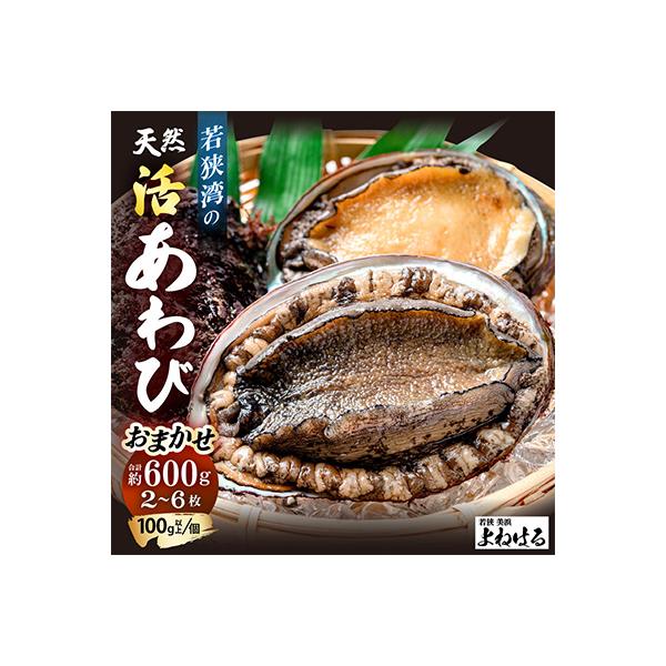【金曜日発送】《おまかせ》若狭湾の天然活アワビ　600g