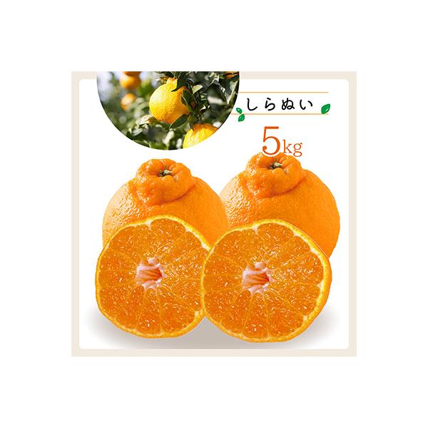 コウ果樹園「しらぬい」たっぷり5kg【C33-23】