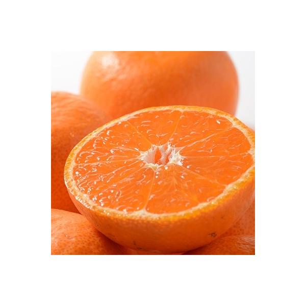 人気の小粒 2s 3s 約10kg 田村みかん お礼品詳細 ふるさと納税 フルーツ 湯浅町 数量限定 さとふる 食品 紀州グルメ市場