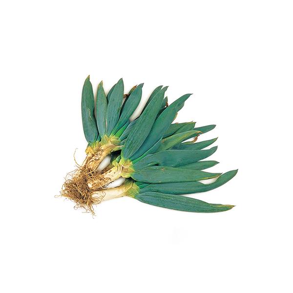 ■お礼品詳細　・原材料：下仁田ネギ　・賞味期限：1ヶ月　・提供元：地球屋　　　（有限会社　鈴京）■お申し込み・配送・その他　・発送時期：2025-12-13〜2026-02-10(お届け時間帯指定可)　・申込受付期間：2025-12-12〜...