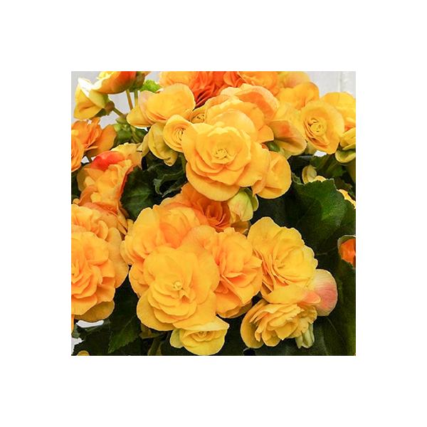 藤枝市 ふるさと納税 リーガースベゴニア鉢植え バラ咲きイエローストーン 5号 さとふる 通販 Yahoo ショッピング