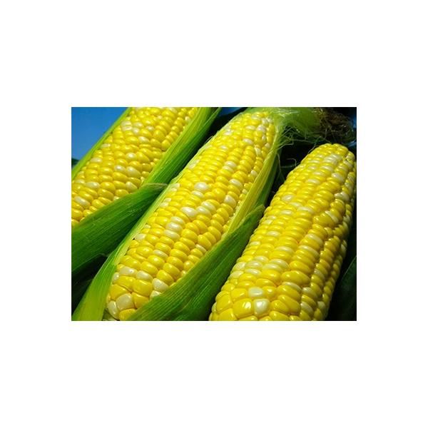 ■お礼品詳細　・配送方法：クール便(冷蔵)　・提供元：Ｋａｉ　Ｓｗｅｅｔ　Ｆａｒｍ■お申し込み・配送・その他　・発送時期：2026-05-23〜2026-06-22(お届け時間帯指定可)　・申込受付期間：〜2026-06-07　・配達外のエ...