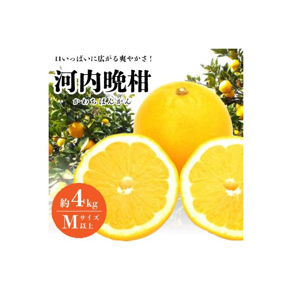 口いっぱいに広がる爽やかさ!「河内晩柑」約4kg(Mサイズ以上)【C28-11】