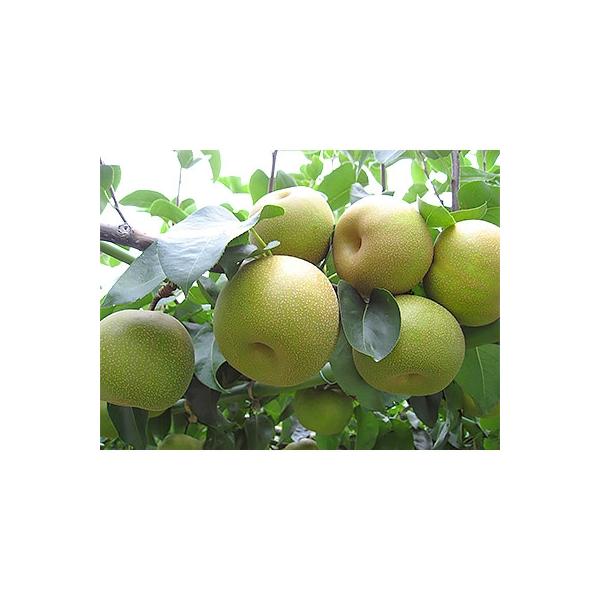 ■お礼品詳細　・配送方法：クール便(冷蔵)　・提供元：五色青果（観音寺市）■お申し込み・配送・その他　・発送時期：2026-08-03〜2026-08-31　・申込受付期間：〜2026-08-02　・配達外のエリア：離島　・寄付証明書の送付...