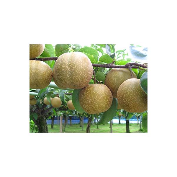 ■お礼品詳細　・配送方法：クール便(冷蔵)　・提供元：五色青果（観音寺市）■お申し込み・配送・その他　・発送時期：2026-08-17〜2026-09-12　・申込受付期間：〜2026-08-23　・配達外のエリア：離島　・寄付証明書の送付...