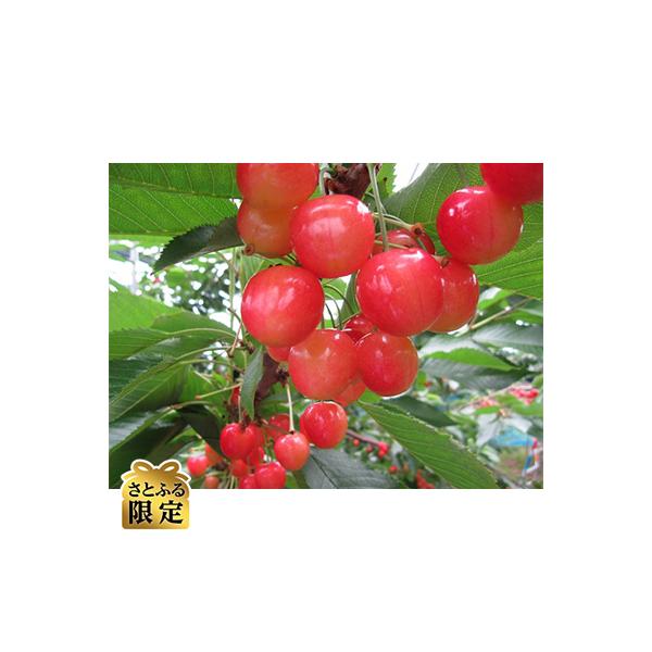 【さとふる限定】さくらんぼ「佐藤錦」(L～2L　約500g×1パック)