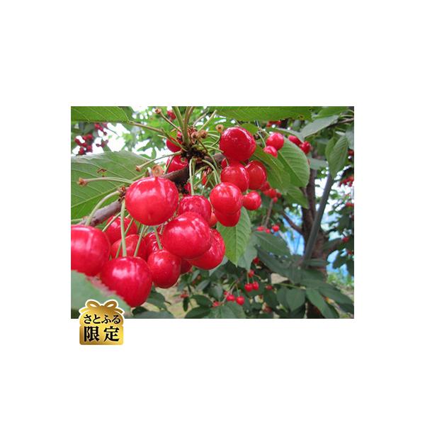 【さとふる限定】さくらんぼ「紅てまり」(L～2L　約500g×1パック)
