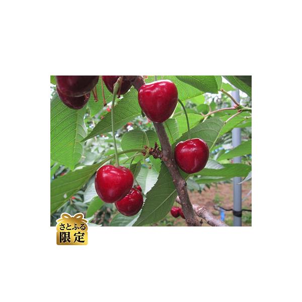 【さとふる限定】さくらんぼ「サミット」(2L～3L　500g×1パック)