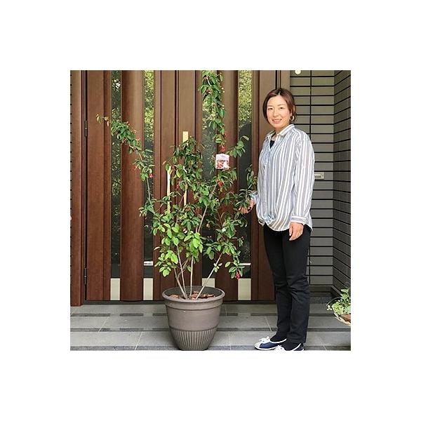 朝倉市 ふるさと納税 ジューンベリーの鉢植え ブラウン Webceg Hu